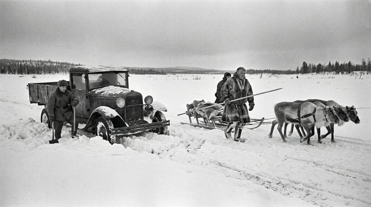 Арктические олени: мохнатый батальон Заполярья